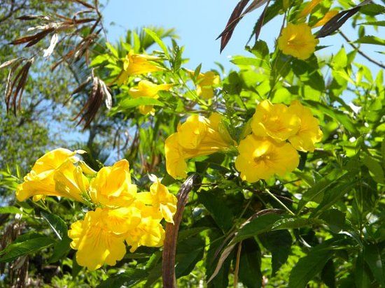 Nassau Botanical Gardens